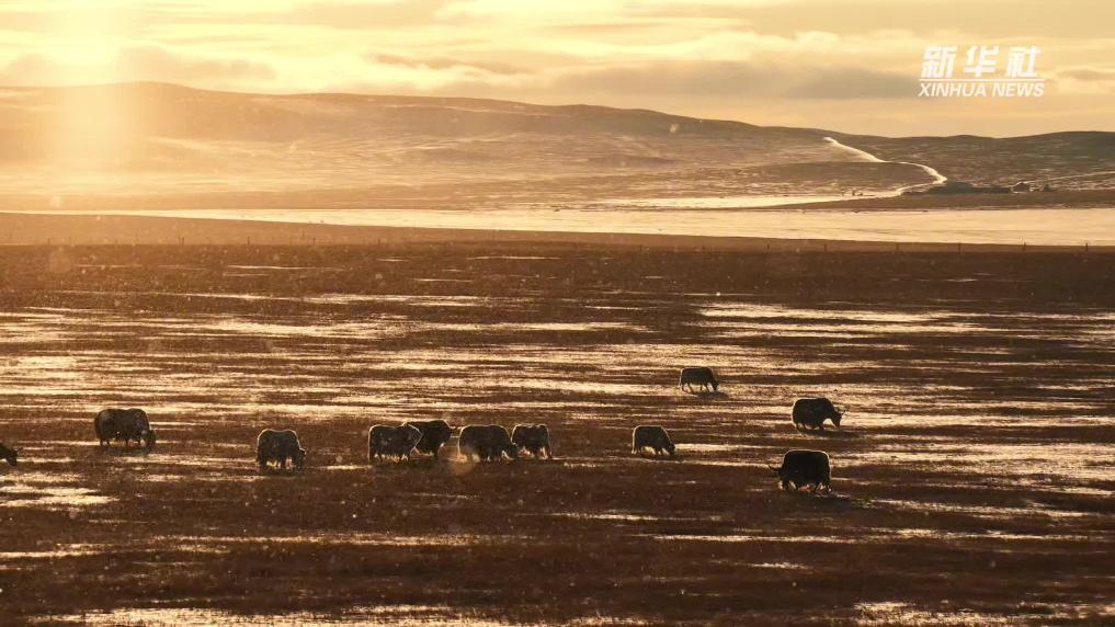 冬雪润草原 生灵映余晖
