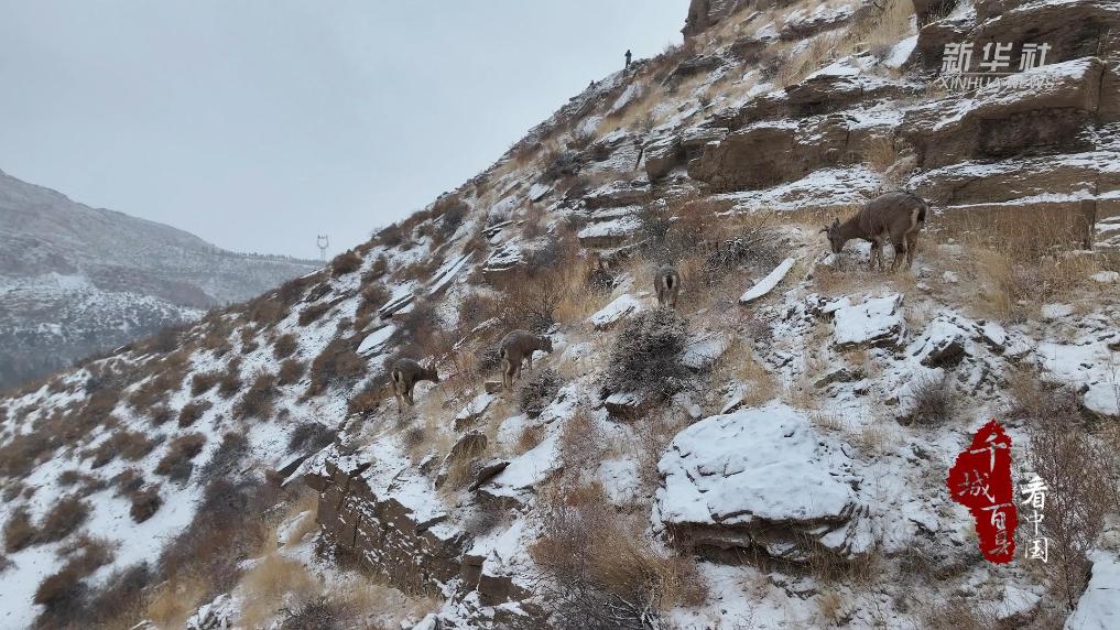 内蒙古：雪中岩羊