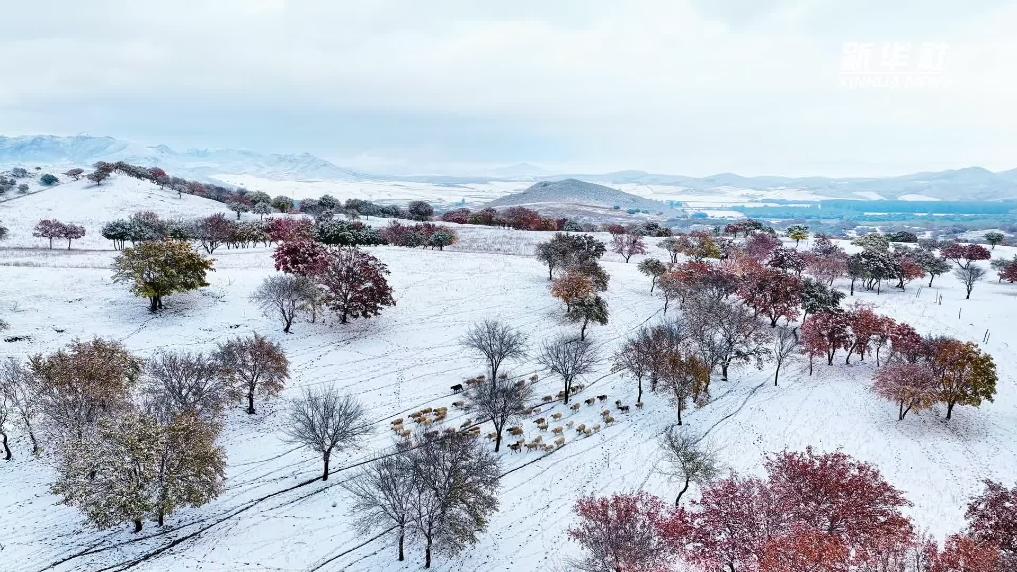 雪落扎鲁特 草原换银装