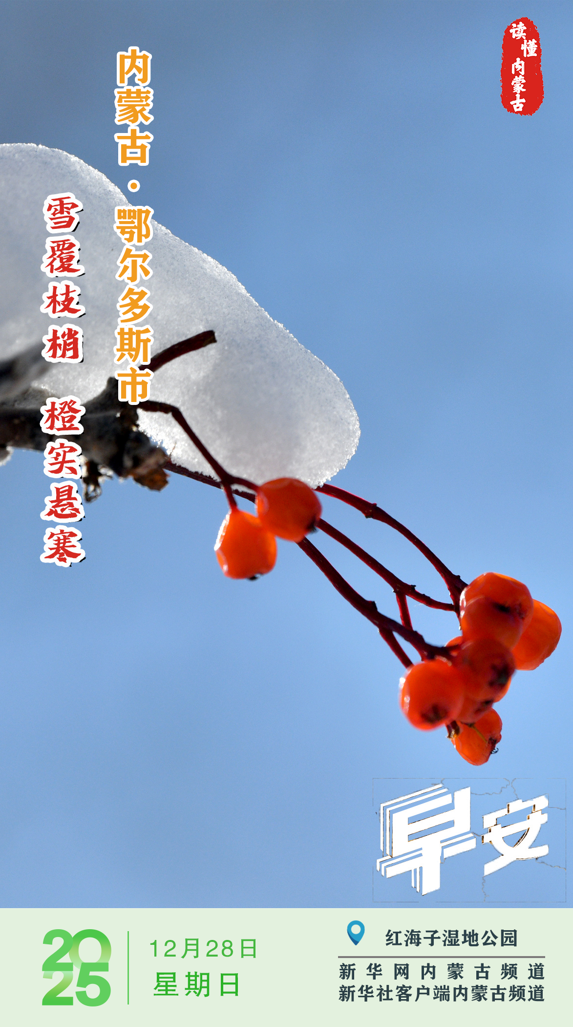 雪栖枝上白 果缀梢头红 内蒙古鄂尔多斯市