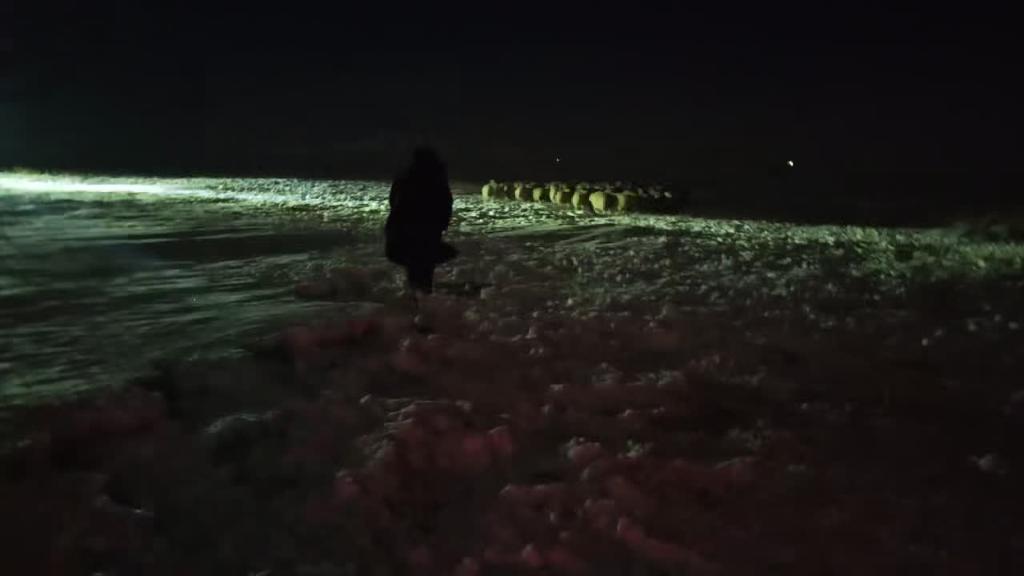 民警冒雪帮牧民寻回336只羊