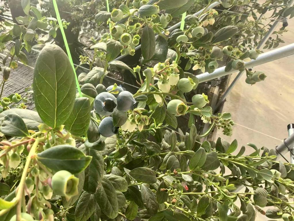 内蒙古达拉特旗：沙漠蓝莓将迎丰收