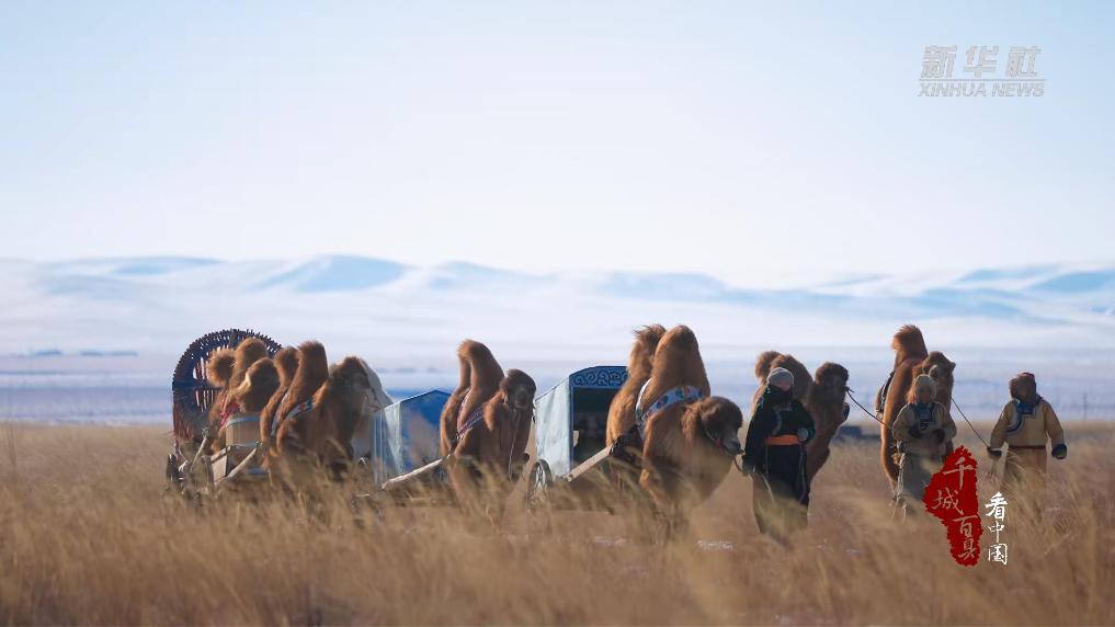 寒冬驯驼 传承游牧智慧