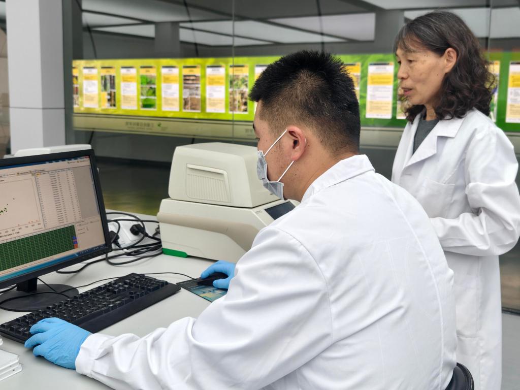 巴彦淖尔五原县葵花产业的新春图景