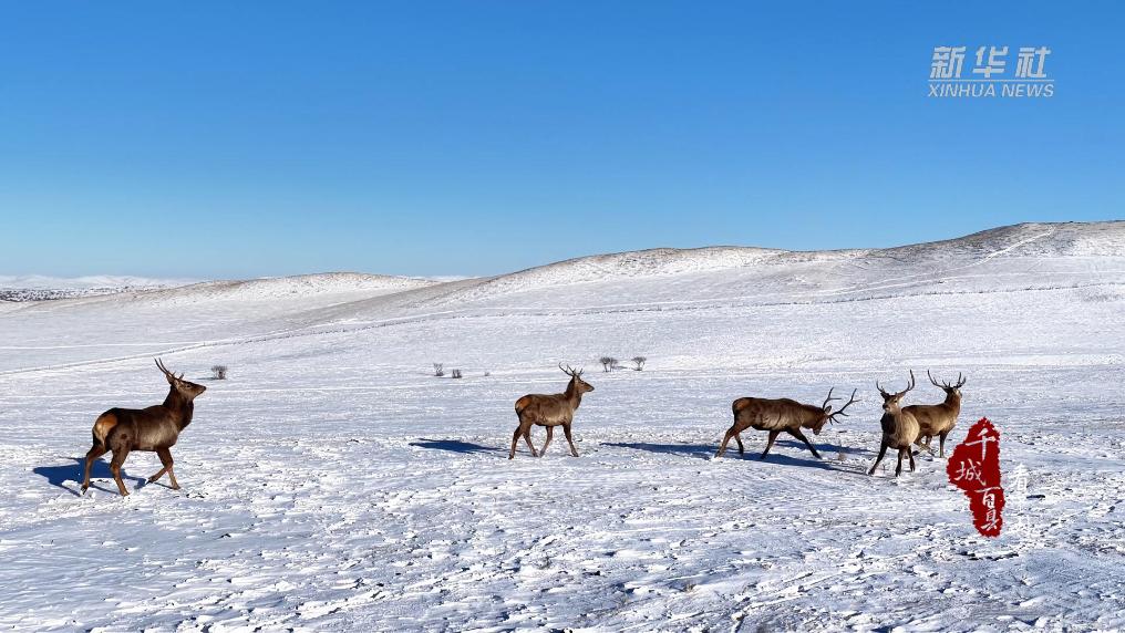 草原精灵的晨练比武