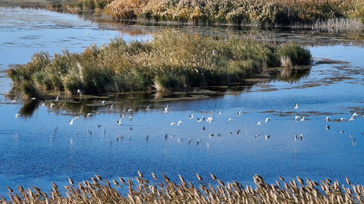 新春走基层｜居延海畔护鸟人 春节巡护守春来