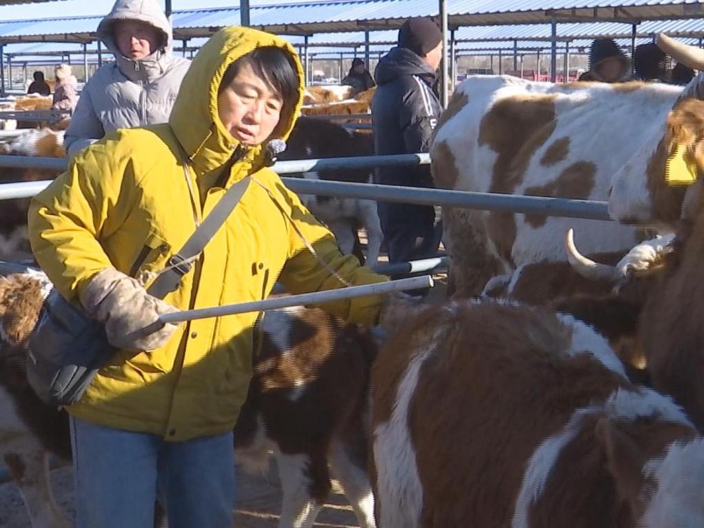 新春走基层｜养牛户新年盼牛市