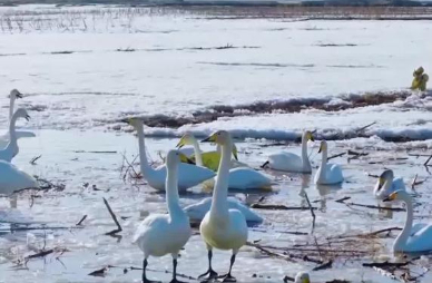 生态丨内蒙古巴彦淖尔：黄河湿地成为“天鹅乐园”