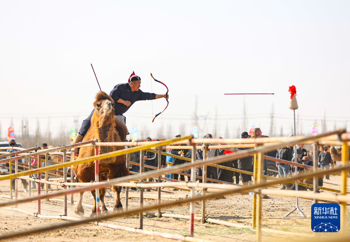 阿拉善骆驼超级联赛助力传承驼文化、激活驼