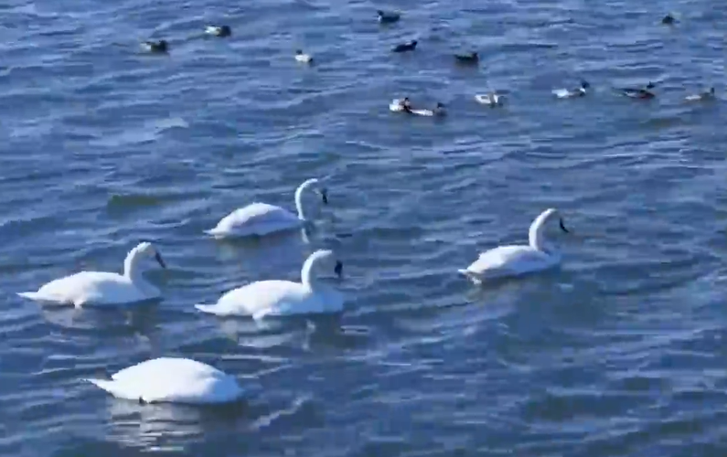 生态丨“塞外明珠”乌梁素海成“候鸟天堂”