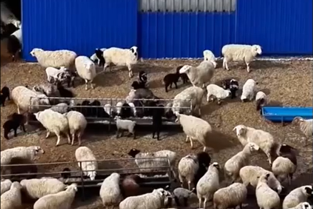 日文丨羊の出産シーズン、草原がにぎやかに　中国内モンゴル自治区