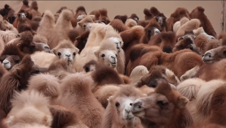 英文丨Explore thriving camel industry at Alxa Camel Super League in N China