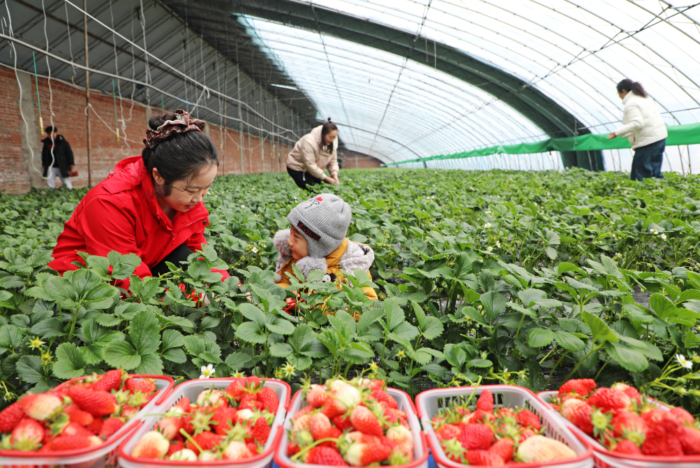 “采摘+”模式丰富农旅融合新场景