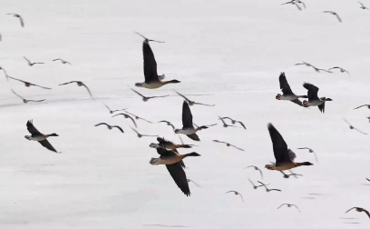 候鸟北归 海流水库现春日盛景