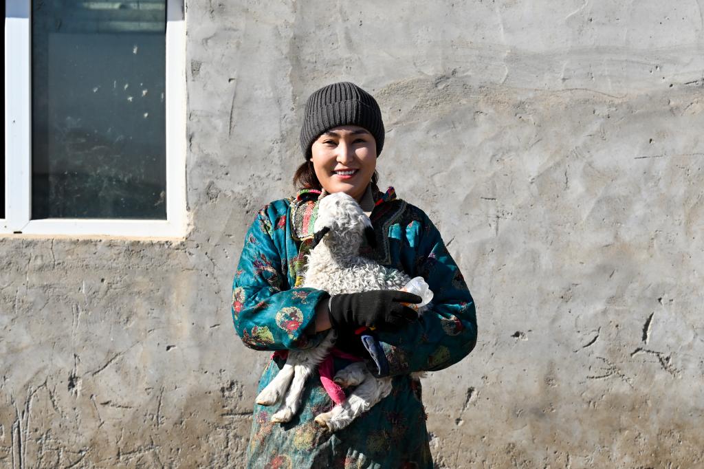 草原牧民喜接春羔