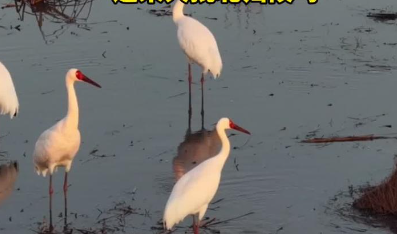 科尔沁自然保护区迎来北归候鸟