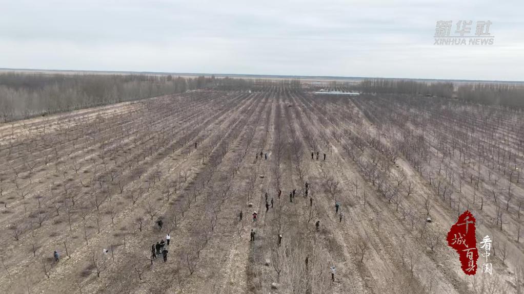 修枝添活力 沃野焕新生