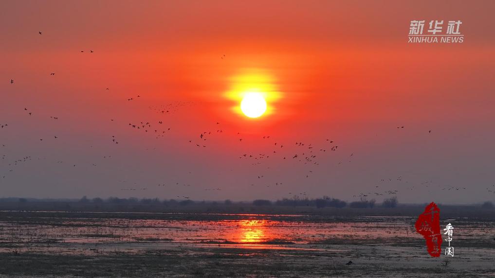 万鸟翔集 共赴春日之约