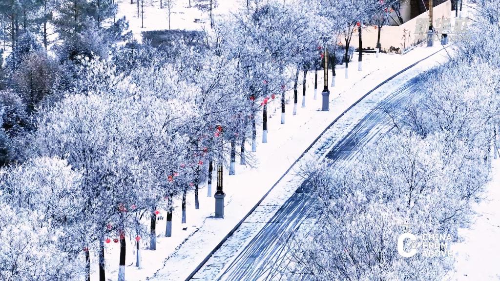 内蒙古：雪花轻扬 漫洒驼乡