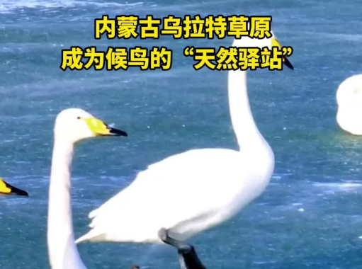 乌拉特草原成候鸟“天然驿站”