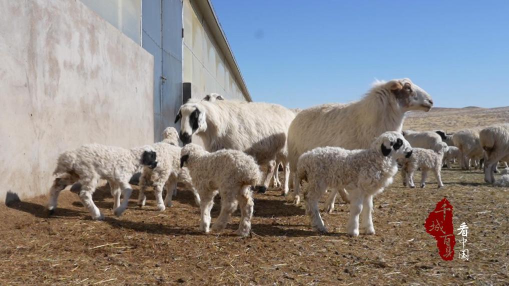接羔护新生 草原春意浓