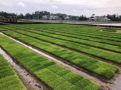 构建起从农田到餐桌的食品安全全链条监管体系