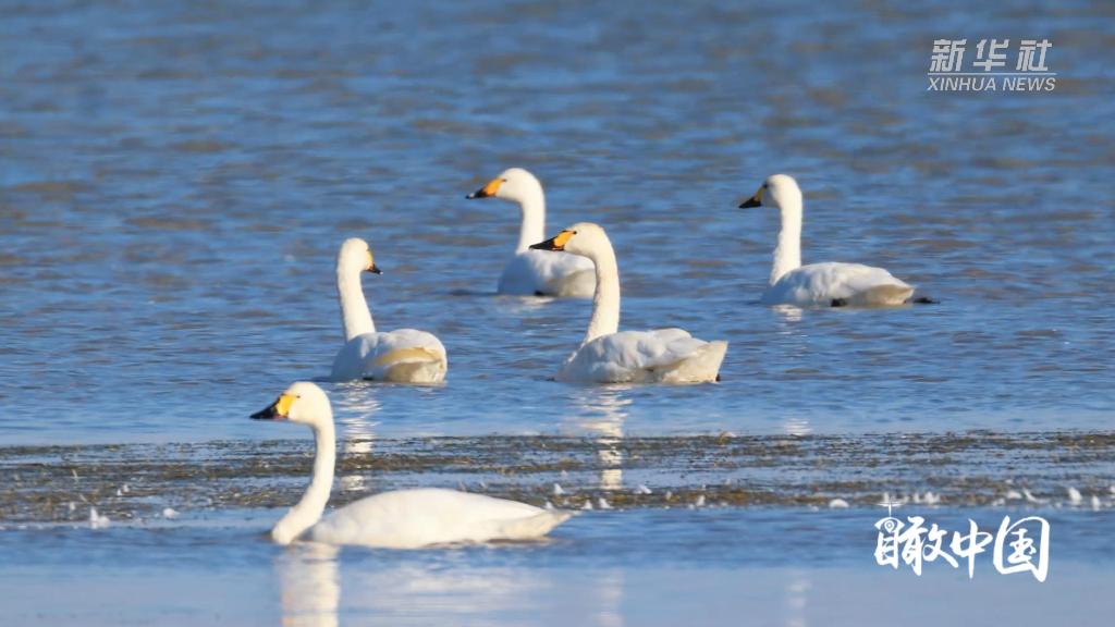 瞰中国｜内蒙古：万鸟赴约科尔沁湿地