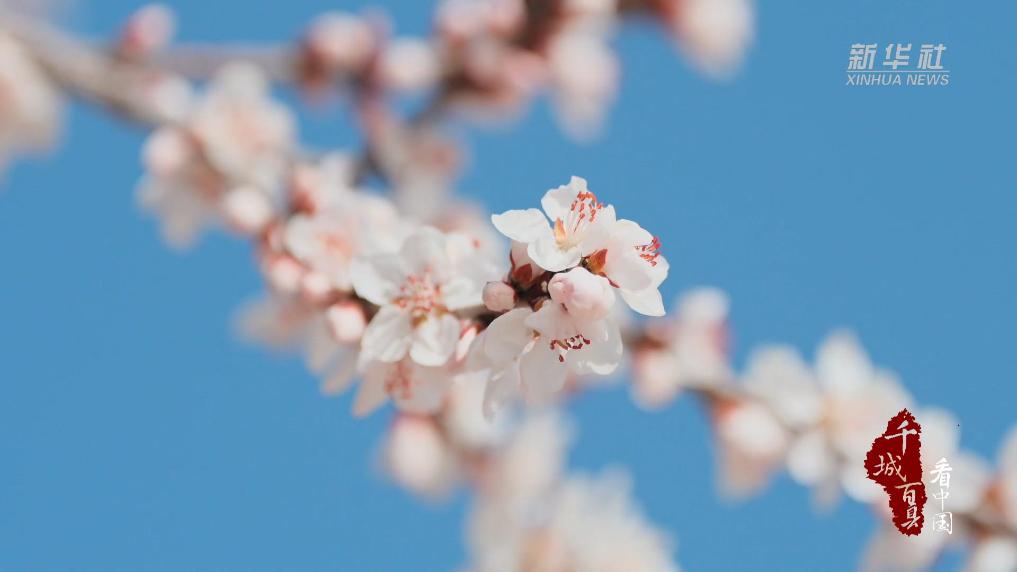 千城百县看中国·赏花季丨内蒙古乌审旗：满城桃花次第开