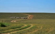 内蒙古启动草原春季休牧