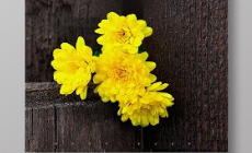 内蒙古举行遗体和人体器官捐献缅怀纪念活动