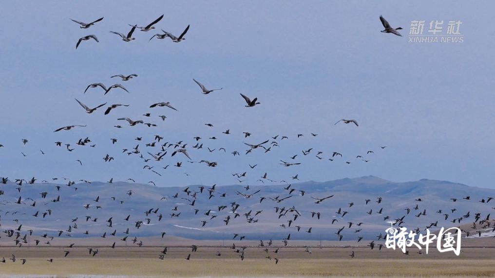 瞰中国｜内蒙古：雁携春风至