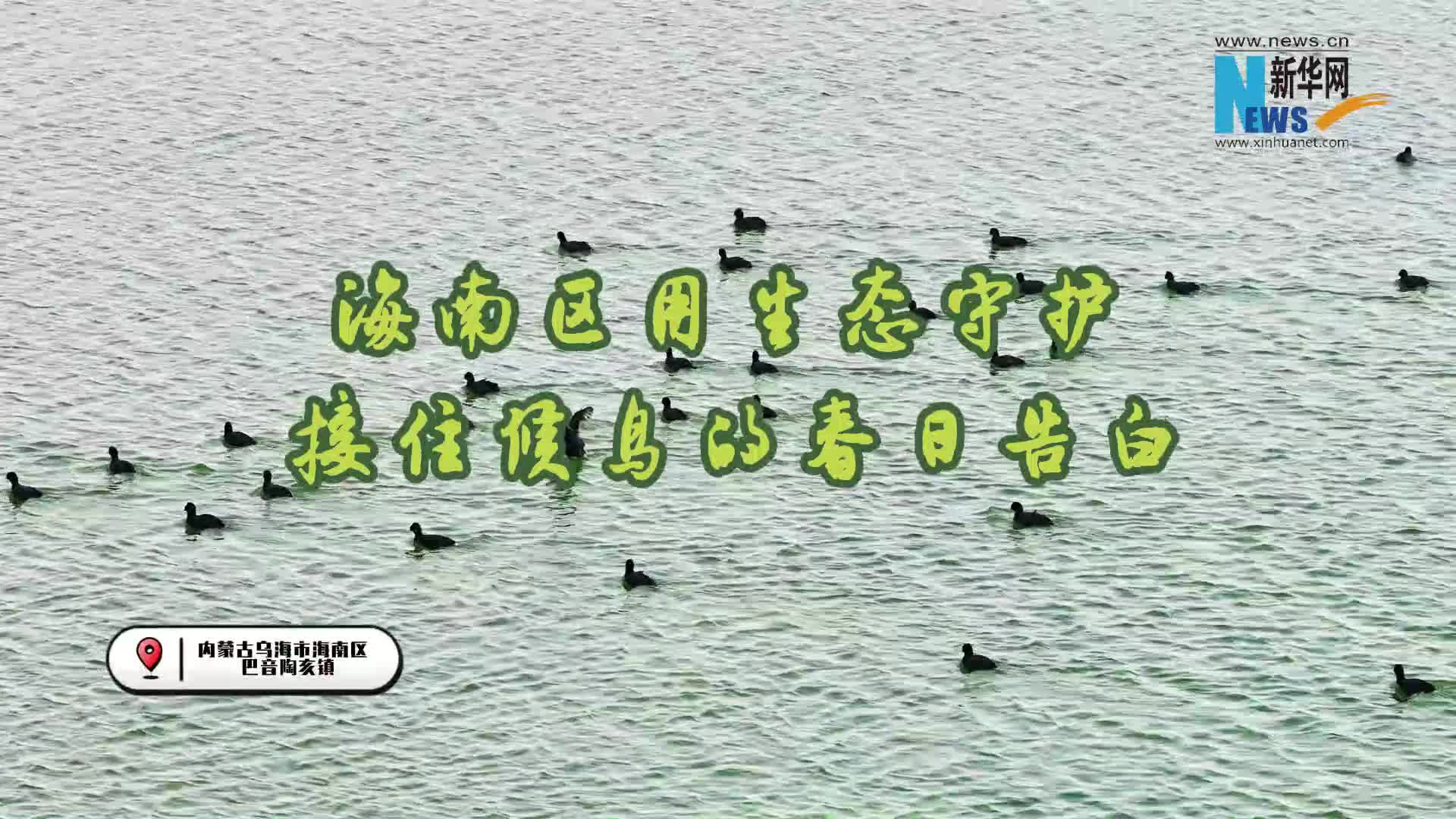 乌海市海南区用生态守护接住候鸟的春日告白