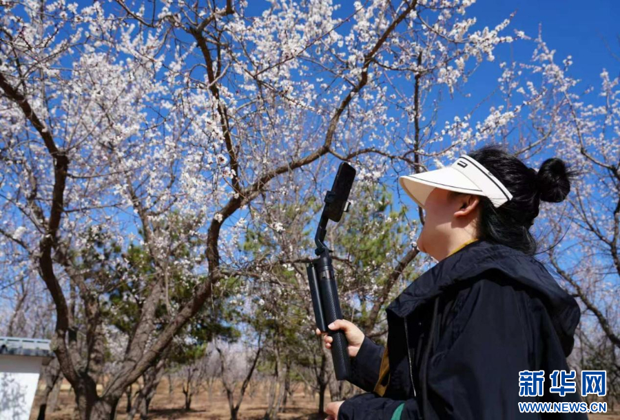首届网络杏花文化节暨春季文化季活动启幕