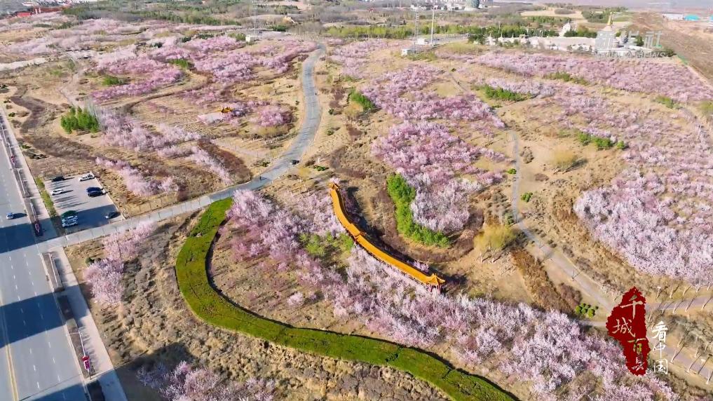 内蒙古：桃花漫卷营盘山