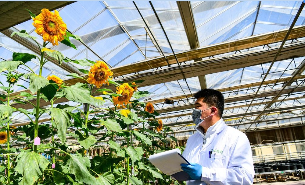 “中国葵乡”全链升级 百亿产业向阳而生