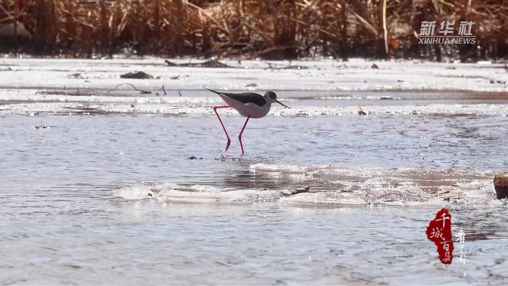 内蒙古武川：候鸟踏春至