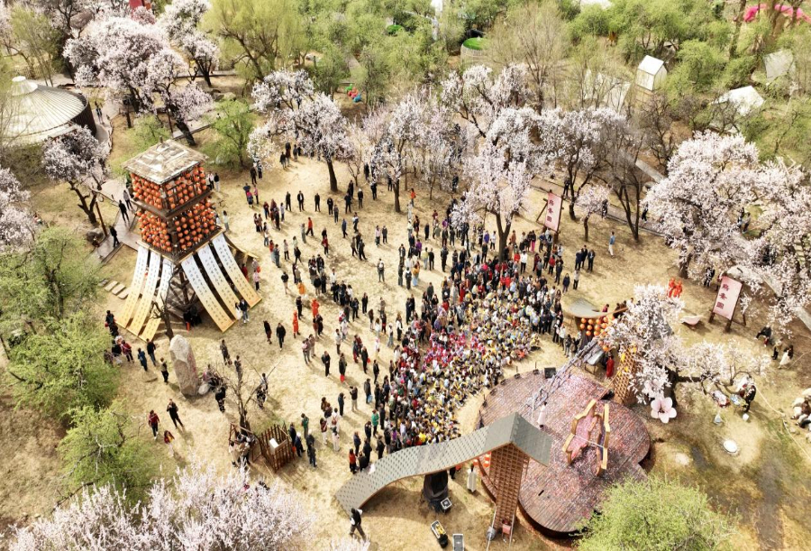 “杏福树下”乌素图杏悦花开活动绽放青城