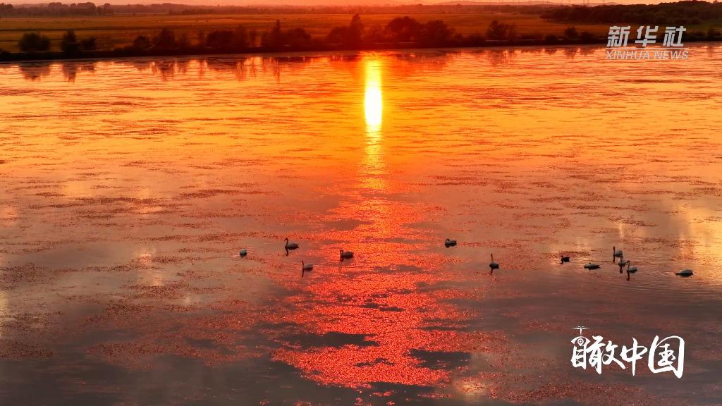 兴安盟：霞光伴天鹅