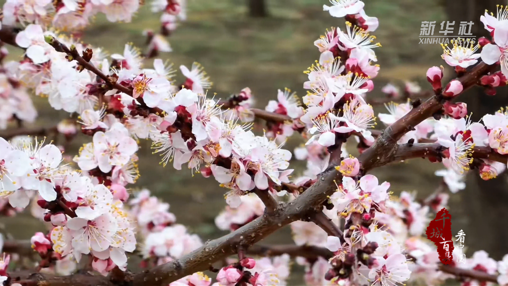 春风醒万树 花信寄“杏”福