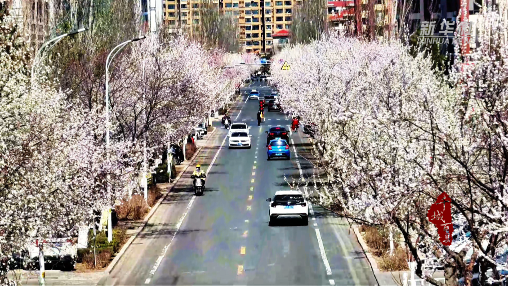 通辽：桃花灼灼 春色满街