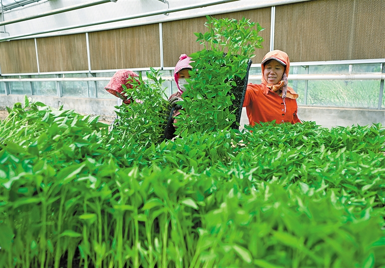 “小辣椒”成就“大产业”
