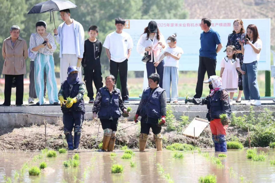农旅融合焕新韵 插秧节解锁田园新玩法