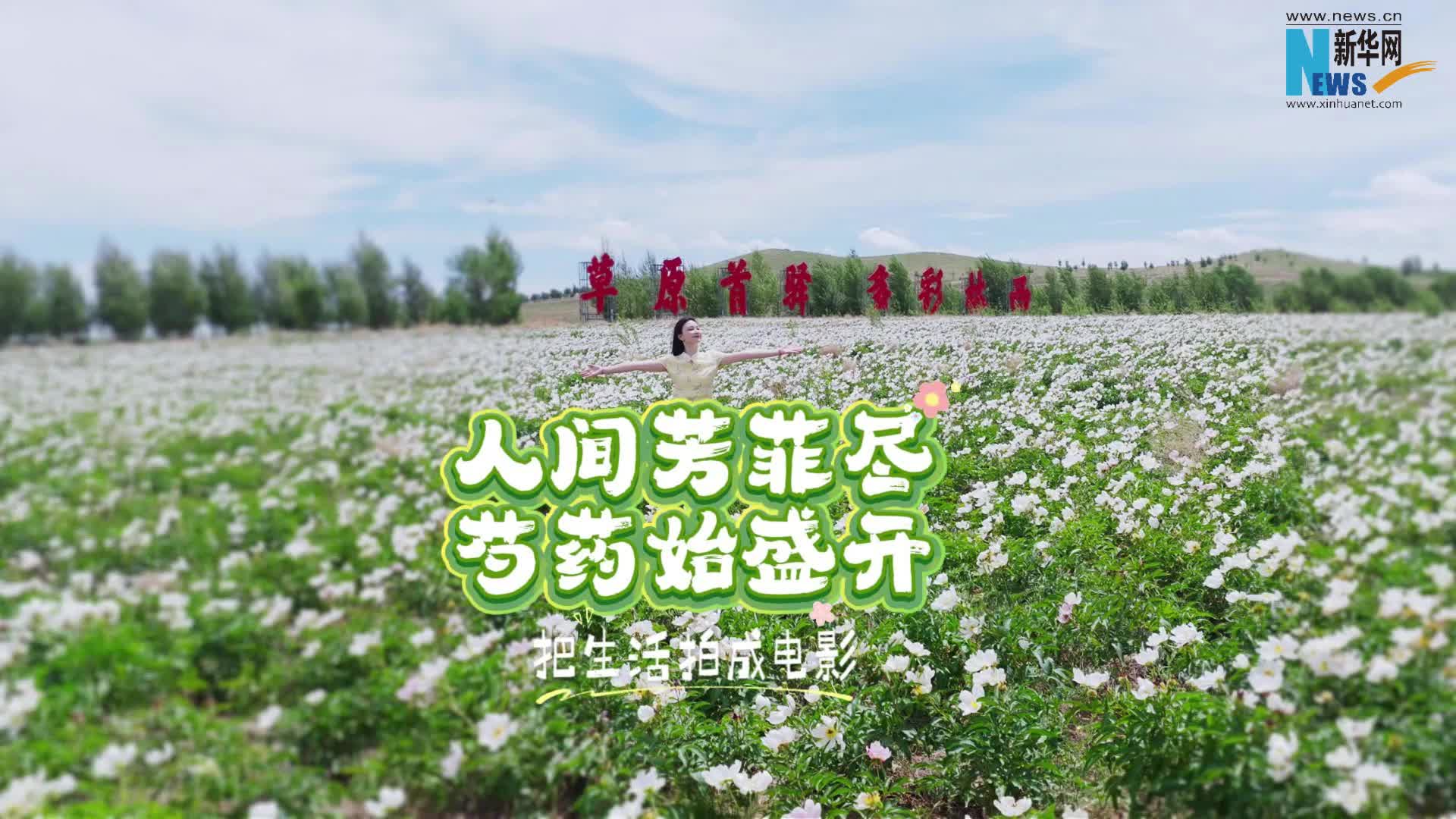 人间芳菲尽 芍药始盛开