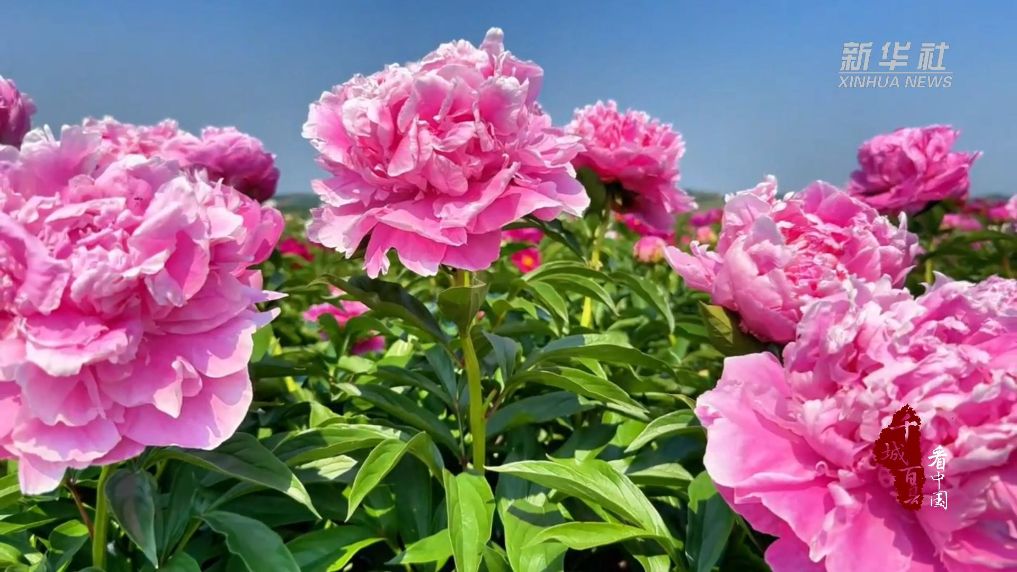 内蒙古：万亩芍药花开促增收