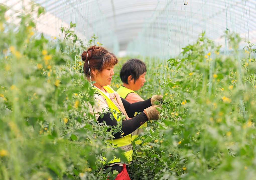 鄂尔多斯市东胜区：矿山复绿又生“金”