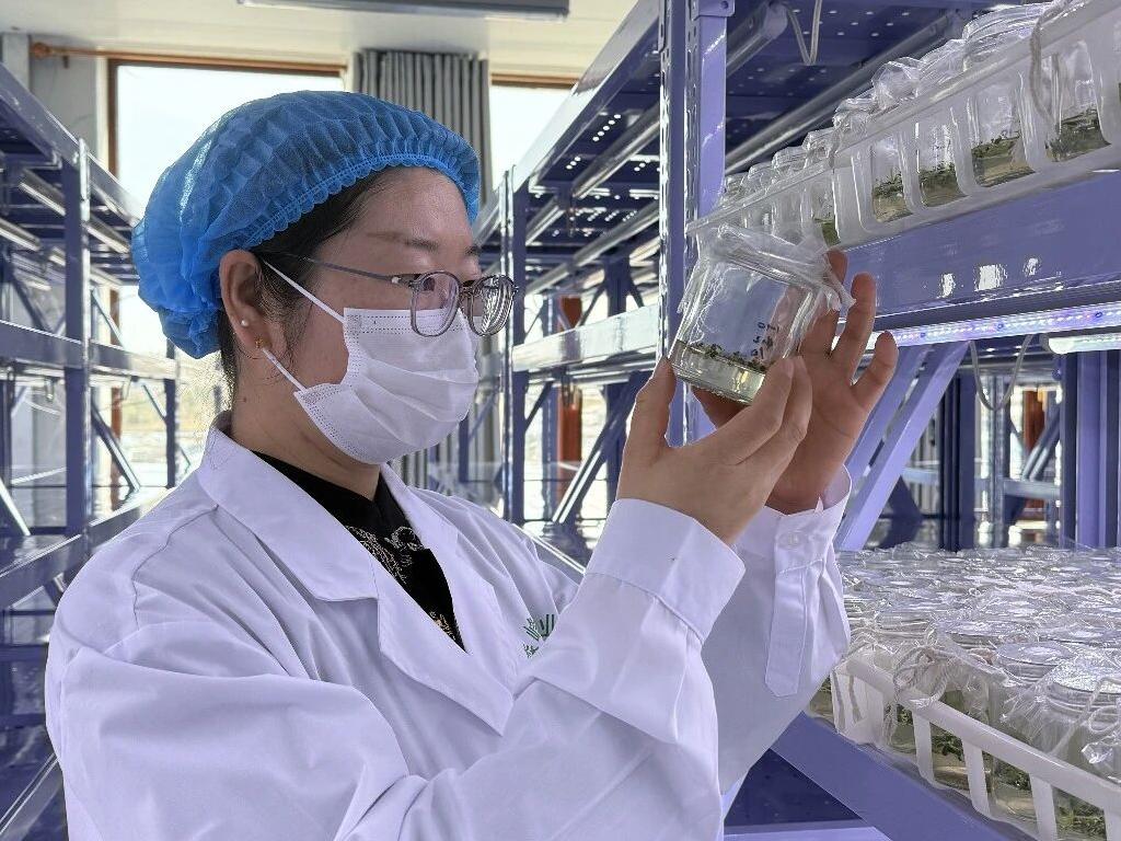 内蒙古牙克石：打造优质种薯产业高地