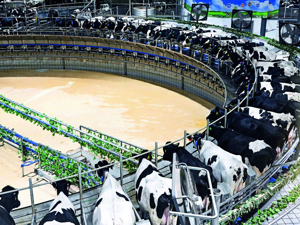 瞭望 | 内蒙古奶业向新图强“挑大梁”