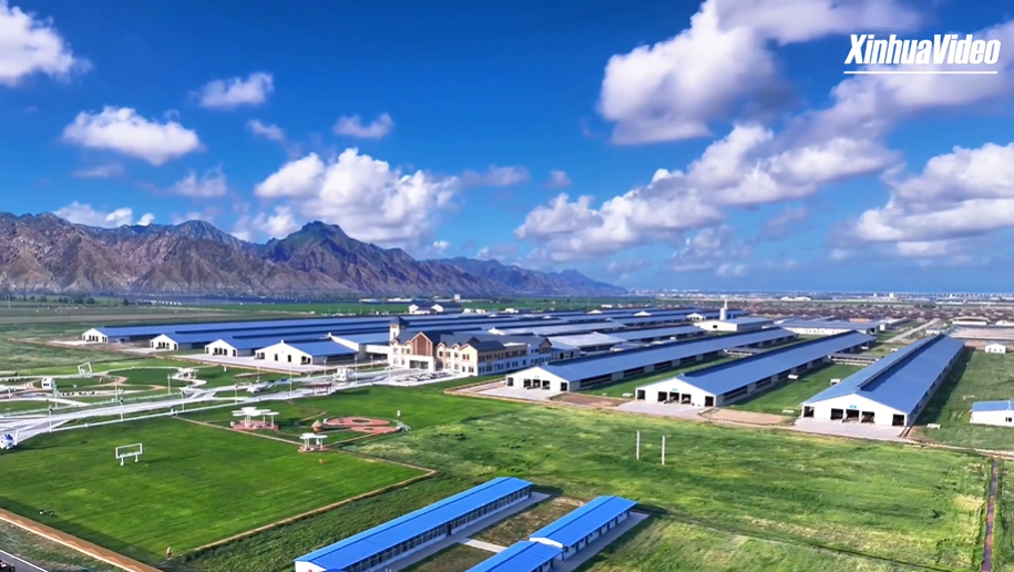 英文丨A tour of dairy production bases in Hohhot, the "World Dairy Capital"