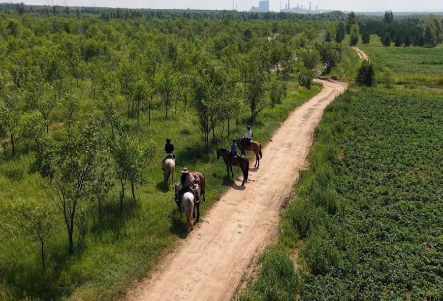 年收入60万 哒哒马蹄踏出一条乡村共富新路