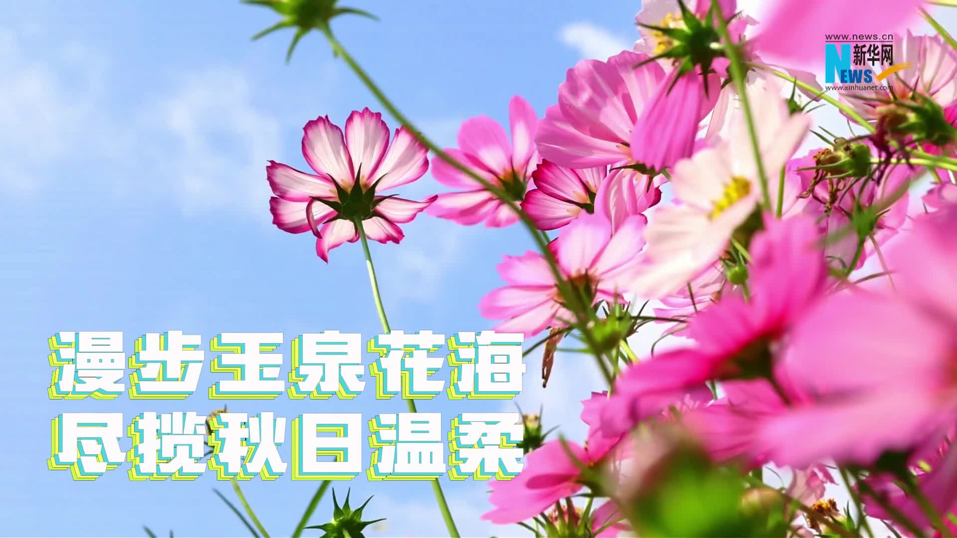漫步玉泉花海 尽揽秋日温柔
